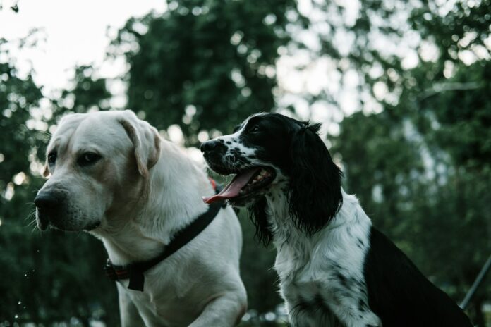 two white and black dogs