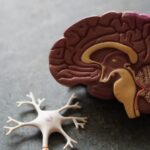 뇌건강 지키는 생활 습관, 작은 변화가 큰 차이 만든다 human brain toy