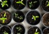 “일상 속 웰니스, 작지만 확실한 변화가 건강을 만든다” green leafed seedlings on black plastic pots