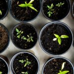 “일상 속 웰니스, 작지만 확실한 변화가 건강을 만든다” green leafed seedlings on black plastic pots