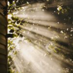 만성피로, 새로운 건강 트렌드와 실천 루틴으로 극복하자 sun rays coming through trees